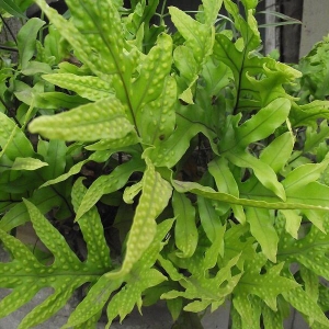 Calaguala leaf